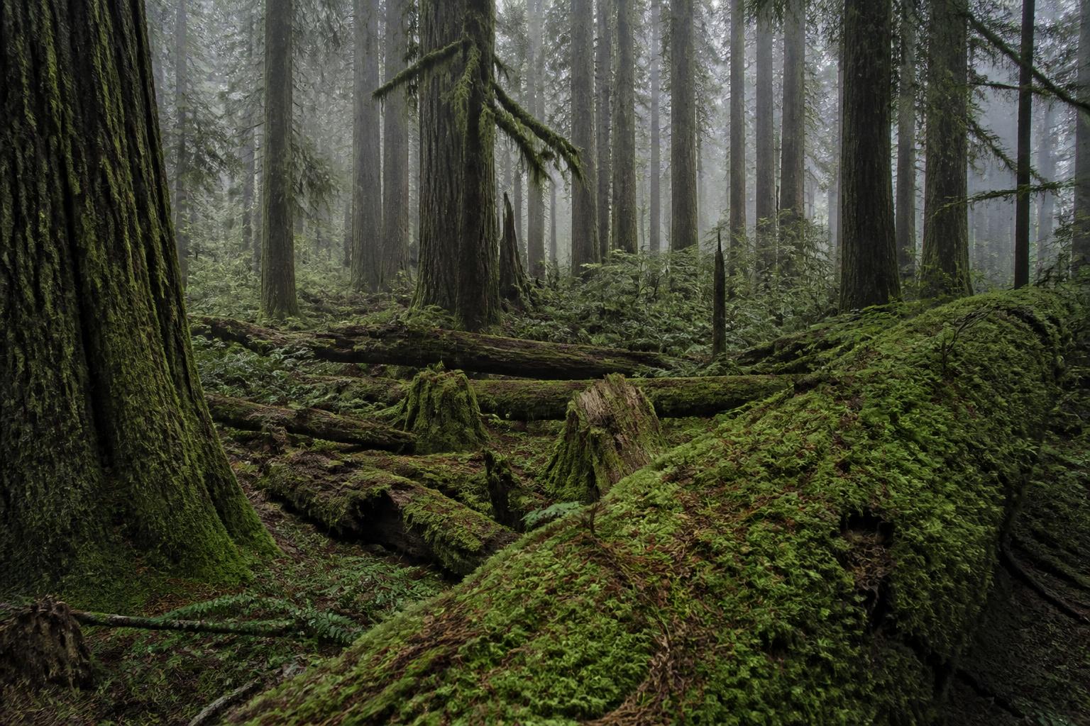 Old-growth forest floor with moss-covered nurse logs and low fog